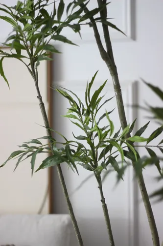 עץ אופליסמנוס מרהיב 230 סמ