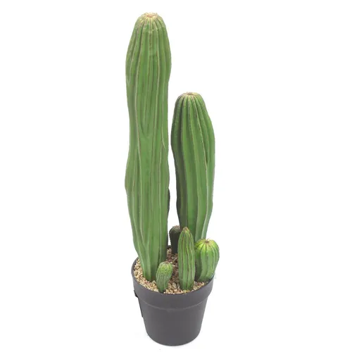 קקטוס ירקרק 60 סמ